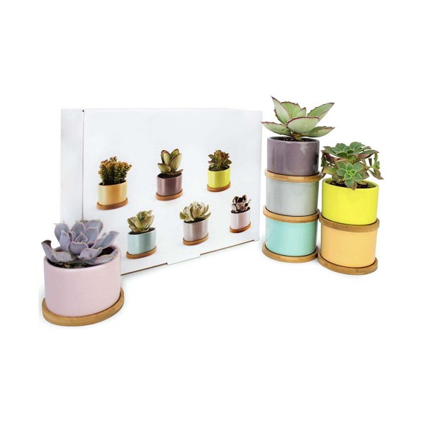 Set of 6 Shades of Succulents Planter Pots