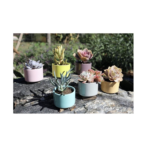 Set of 6 Shades of Succulents Planter Pots