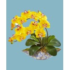 Phalaenopsis Orchid Artificial Arrangement in Vase