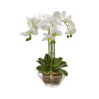 Triple Phalaenopsis Orchid in Glass Vase