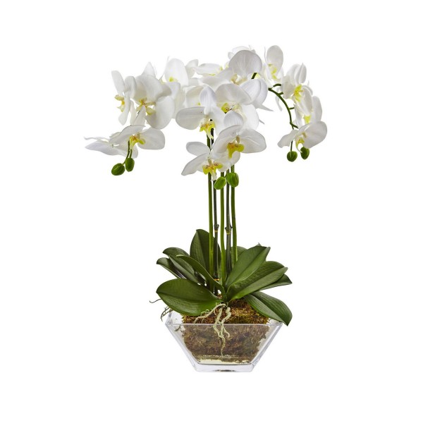 Triple Phalaenopsis Orchid in Glass Vase