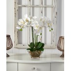 Triple Phalaenopsis Orchid in Glass Vase