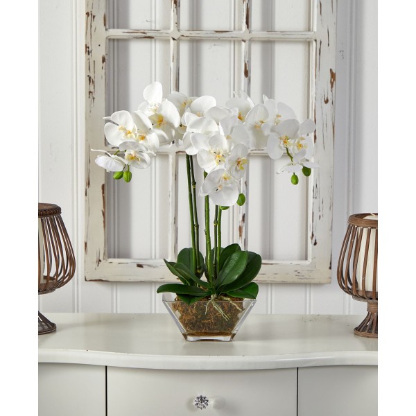 Triple Phalaenopsis Orchid in Glass Vase