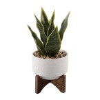 Snake Plant in Constellation Ceramic Pot on Stand, 9.7