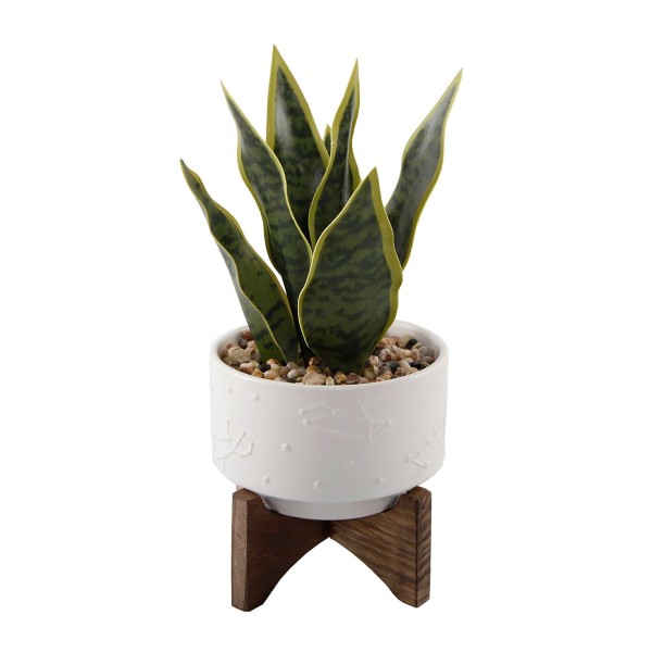 Snake Plant in Constellation Ceramic Pot on Stand, 9.7