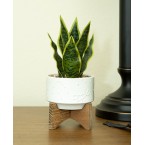 Snake Plant in Constellation Ceramic Pot on Stand, 9.7