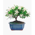 Gardenia Bonsai Live Plant