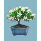 Gardenia Bonsai Live Plant