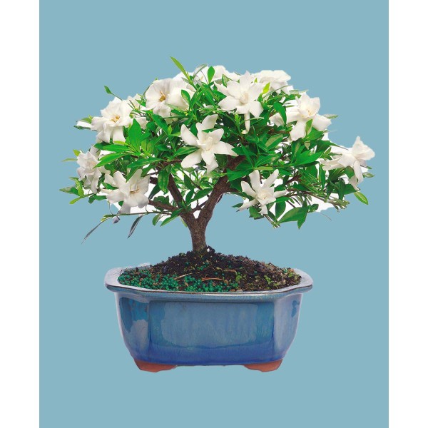 Gardenia Bonsai Live Plant