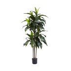 5' Dracaena Plant UV Resistant