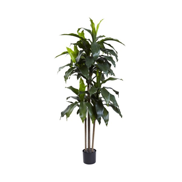 5' Dracaena Plant UV Resistant