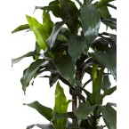 5' Dracaena Plant UV Resistant