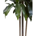 5' Dracaena Plant UV Resistant