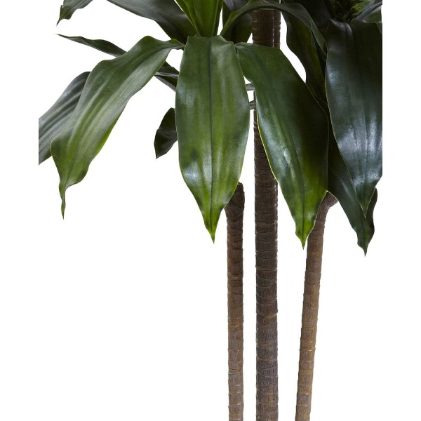 5' Dracaena Plant UV Resistant