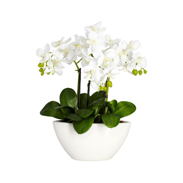 Phalaenopsis Flower Arrangement