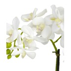 Phalaenopsis Flower Arrangement