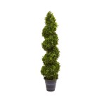 Boxwood Spiral Topiary w/ Planter