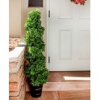 Boxwood Spiral Topiary w/ Planter